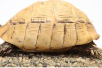 tortoise shell 0032